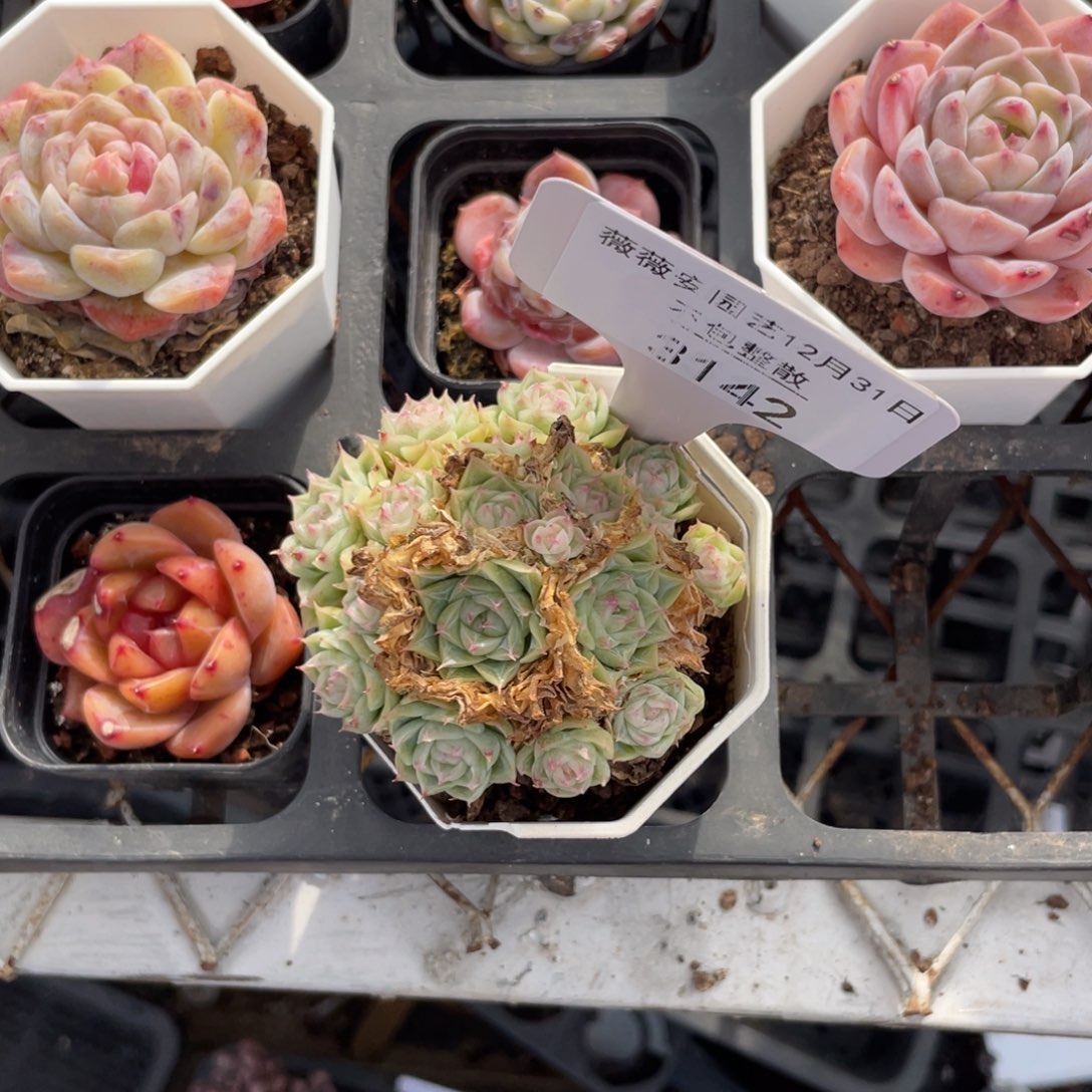 不包整散 盆子不售后3142