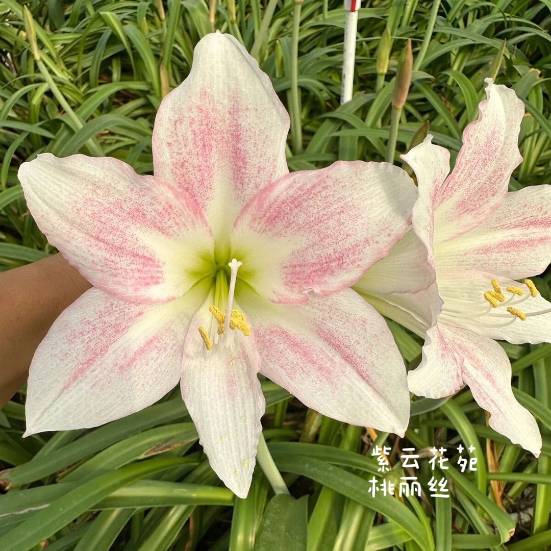 【紫云自育】桃丽丝/鲑鱼喷点/绿精灵/姬莎/七月雪朱顶红种球