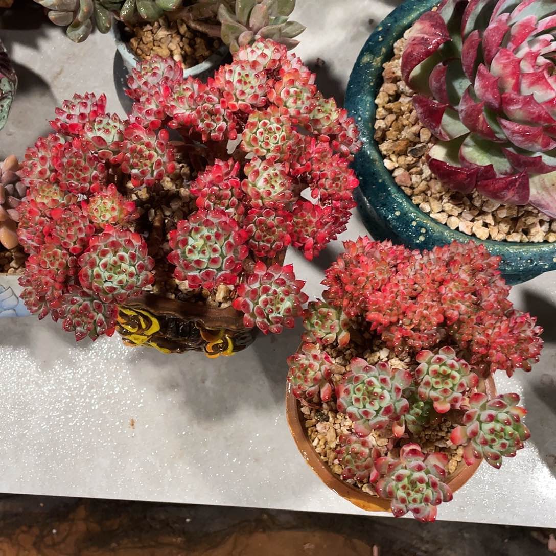 烂苹果缀化2颗发快递