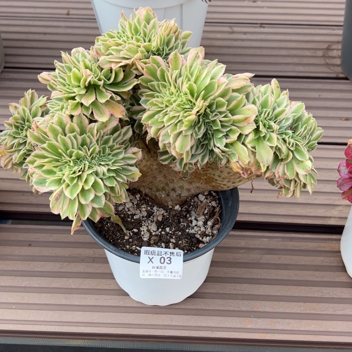 03迈巴赫缀化（有微瑕）