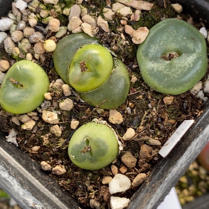 1624水晶鞋一盒一盒