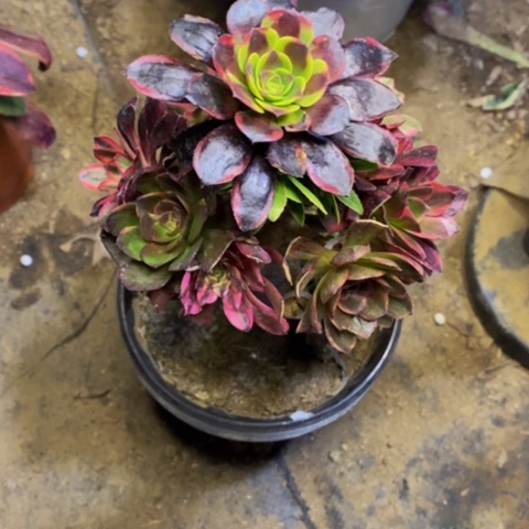 嫁接的财树有瑕疵多肉2598