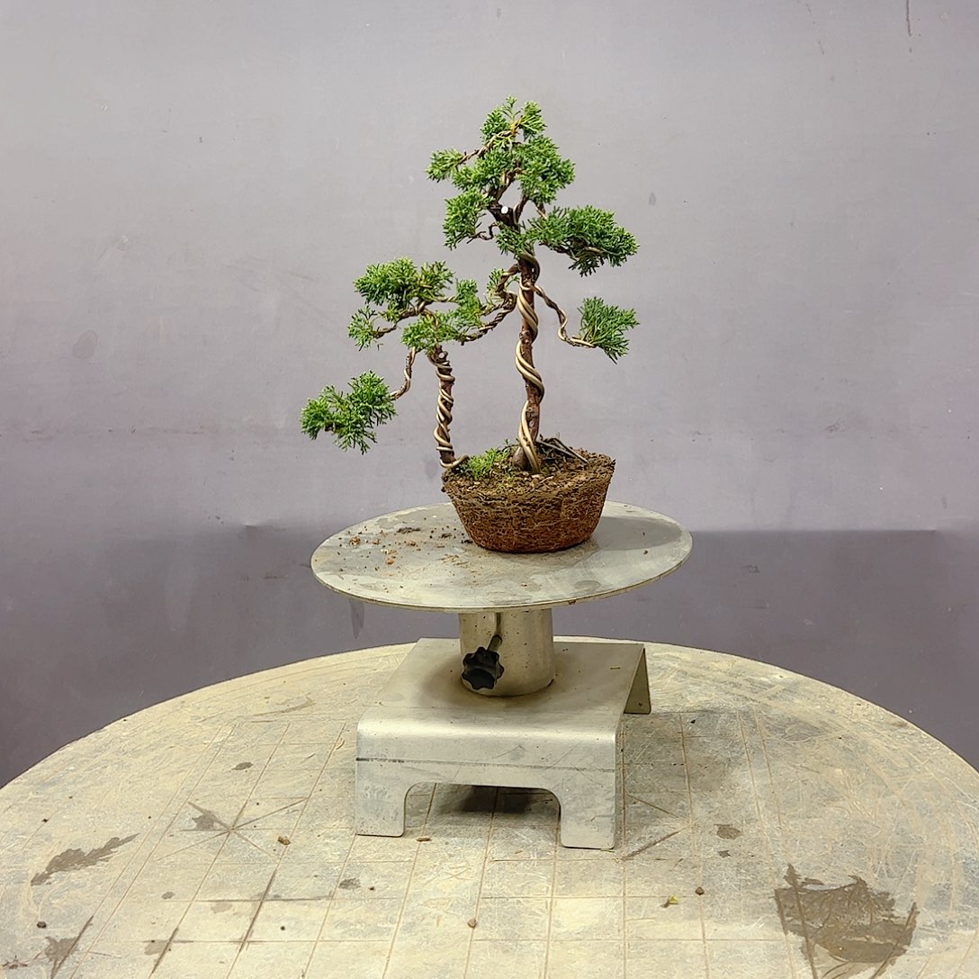 无花朵原生济州真柏