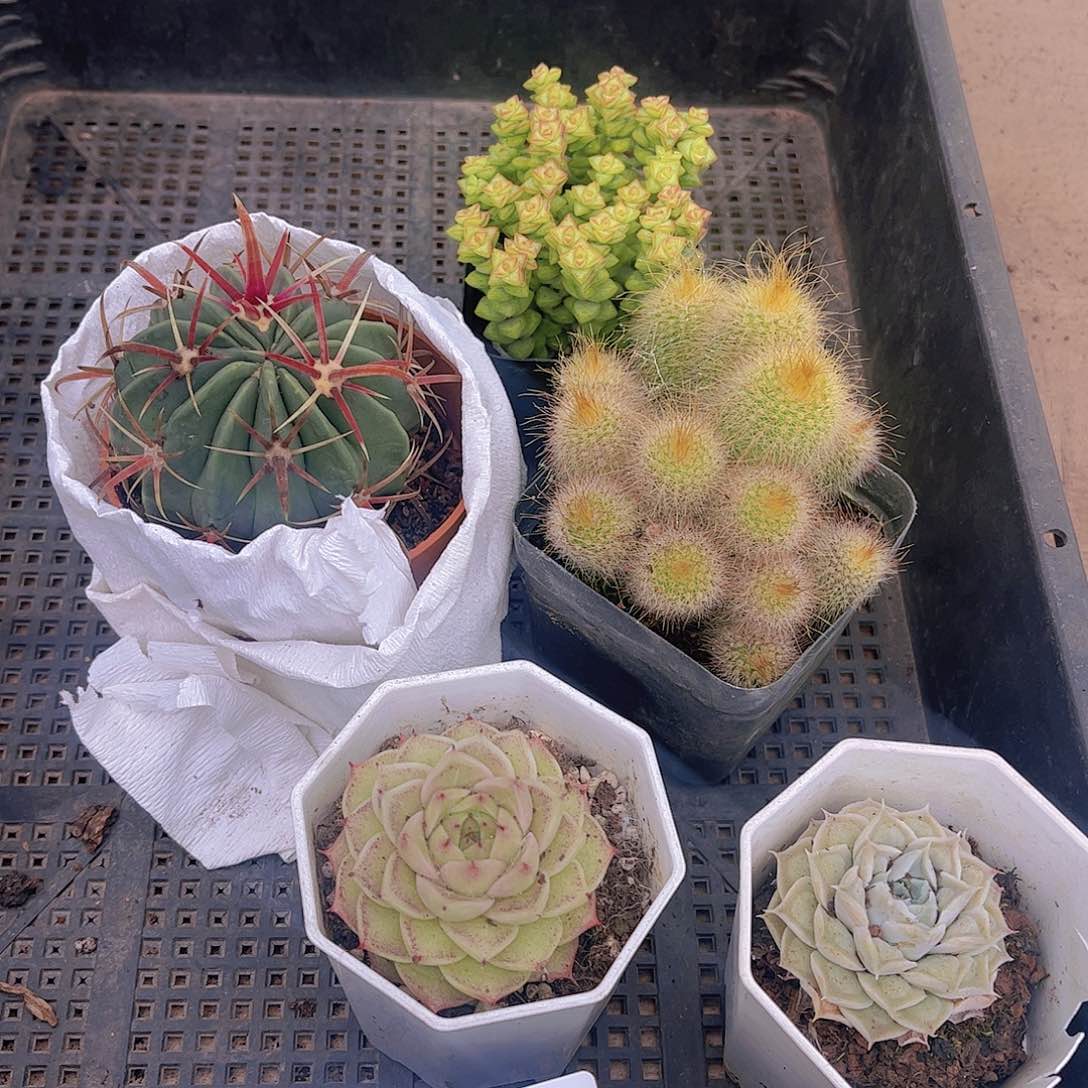 多肉100多肉植物