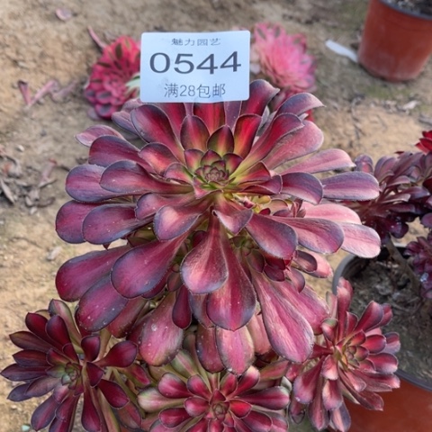 魅力的多肉植物0544