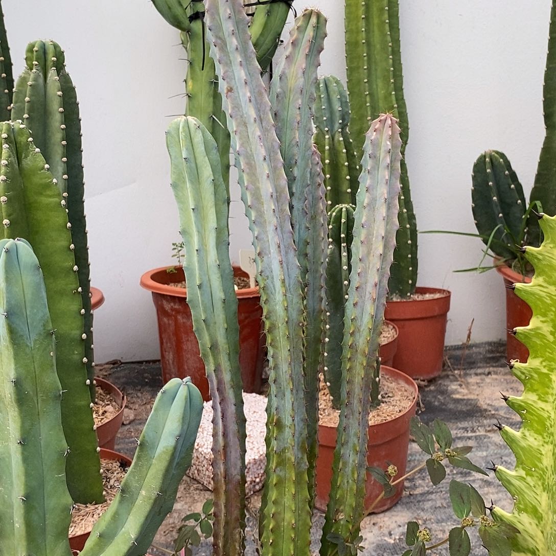 泰龙木一物一拍一组