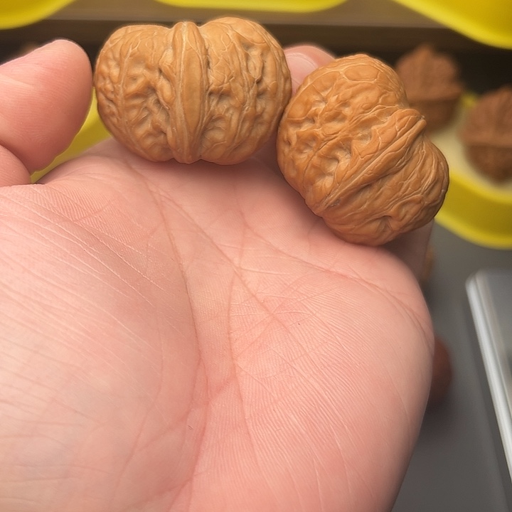 41尺大小肚元宝不退不换