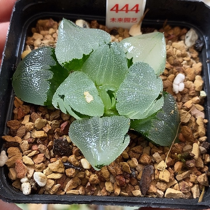 444冰鸾玉寿一物一拍