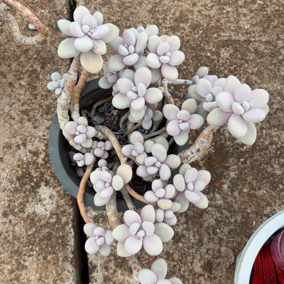 利**争桃蛋16-21。        