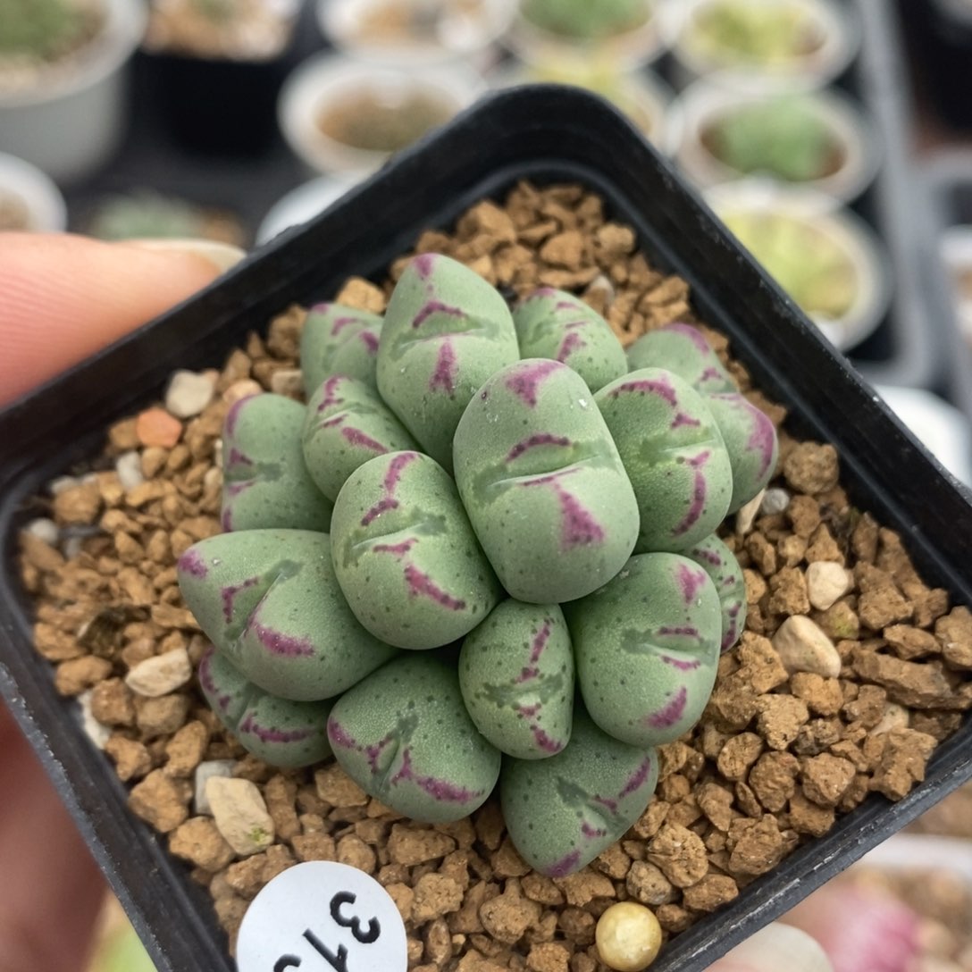 小爱心一群（多肉植物