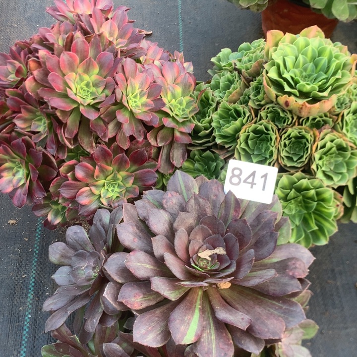 841三个多多肉植物