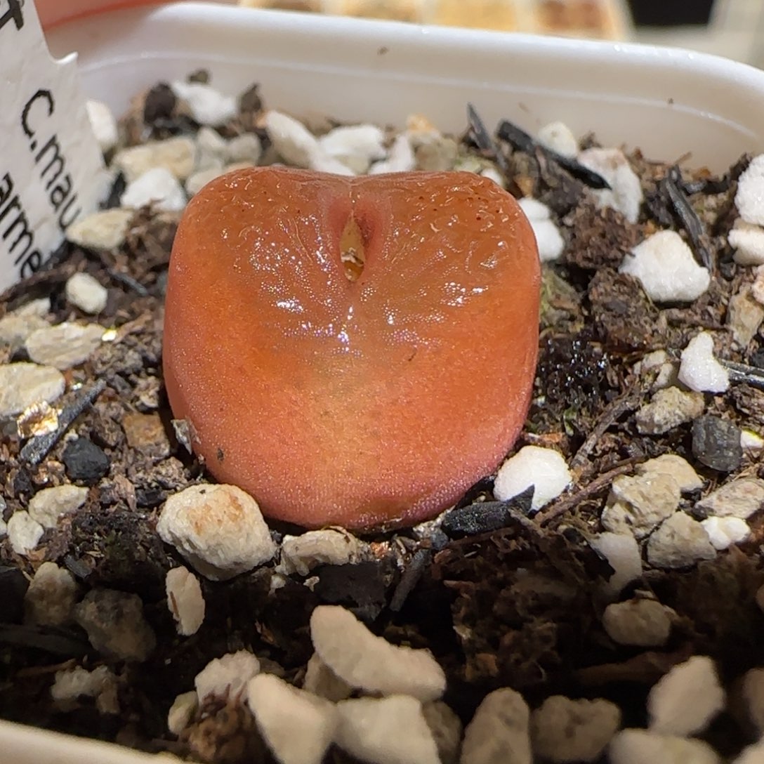 肉锥多肉植物百科31-水蜜桃1319