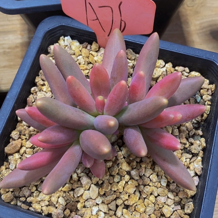 @****这么大个人都有女朋友