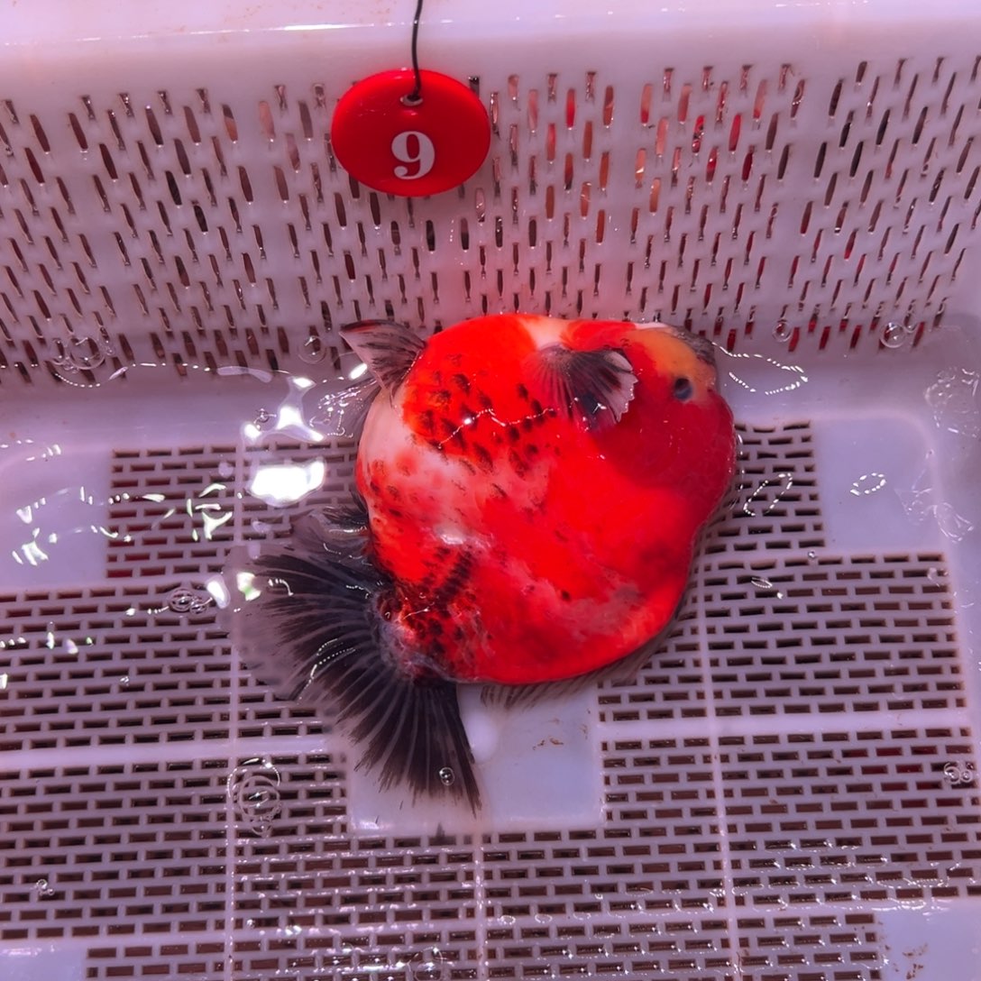 @***哥金鱼你好吗我好想你啊