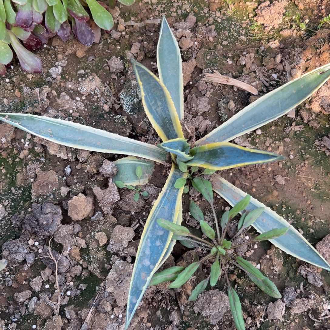 多肉植物龙舌兰大颗