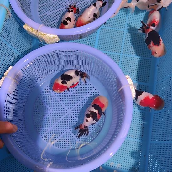 无***名金鱼016兰寿两只特价顺丰包邮