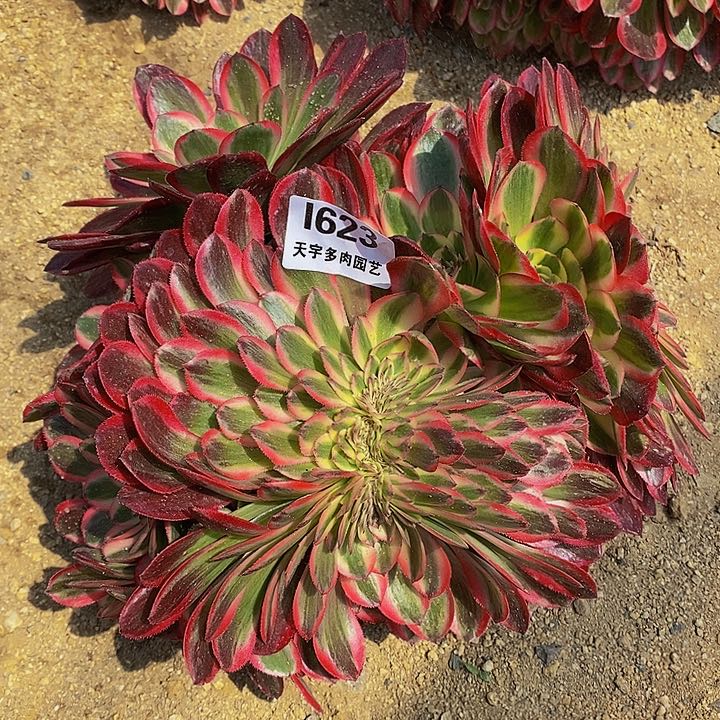 多肉倾城缀1623多肉