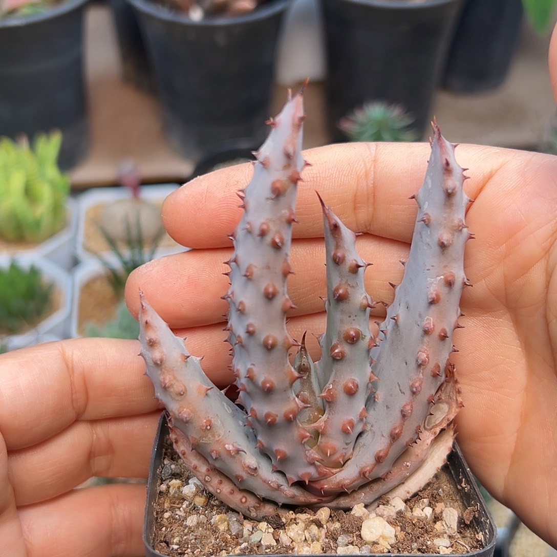 优选密刺强刺鬼切芦荟实生