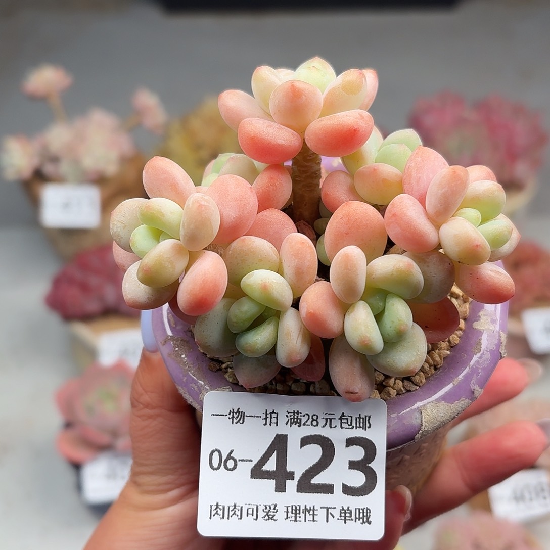 桔子洛神无盆土发货无