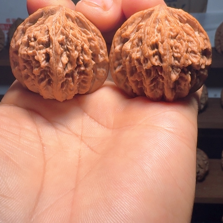 叫***哥秦岭野生流星雨狮子头