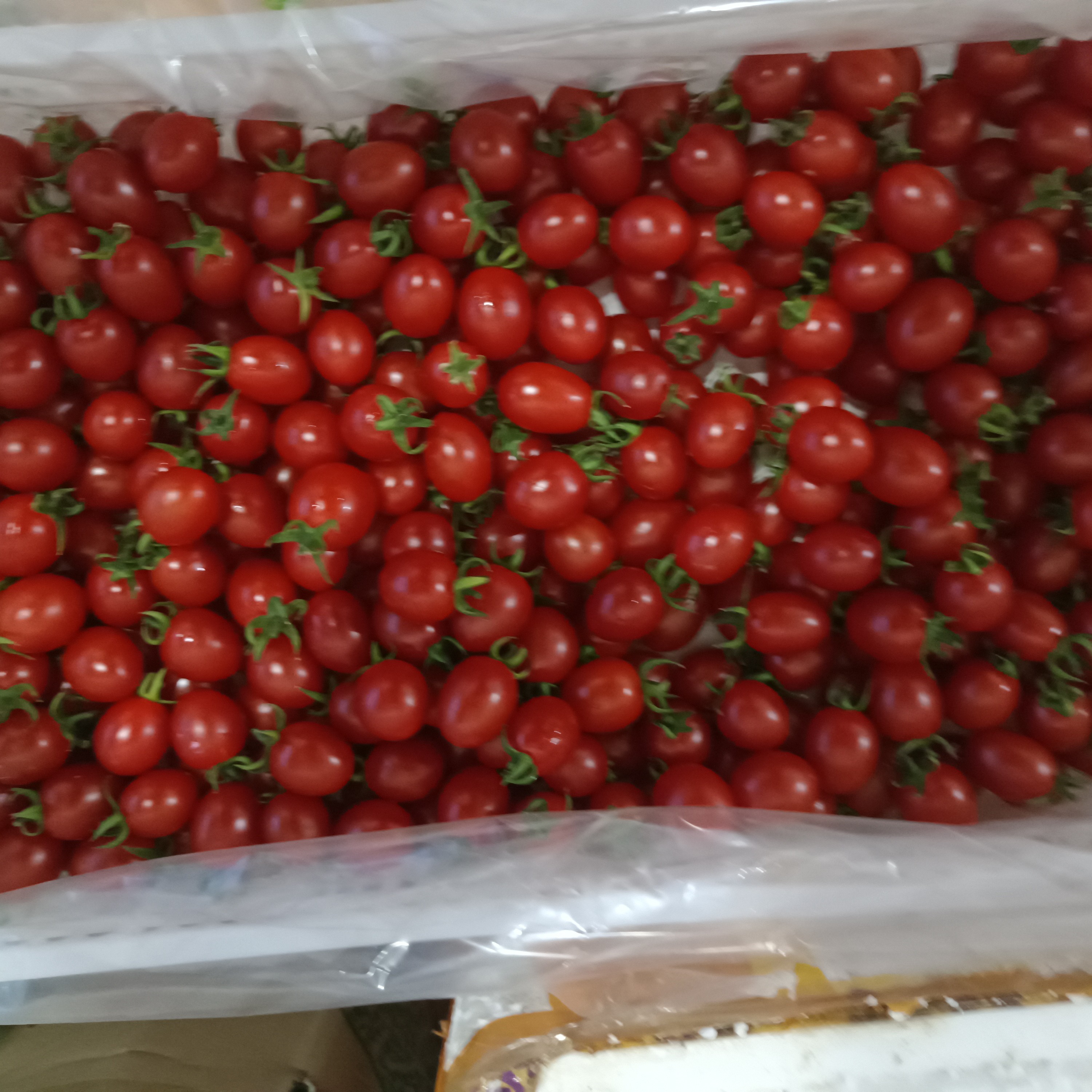 精品釜山88小柿子