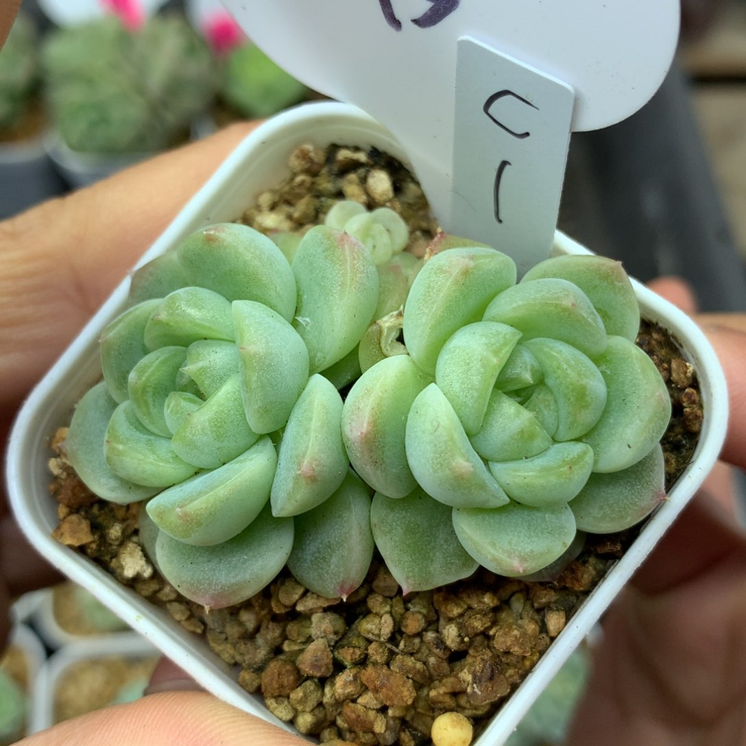 财富密码1号单头15