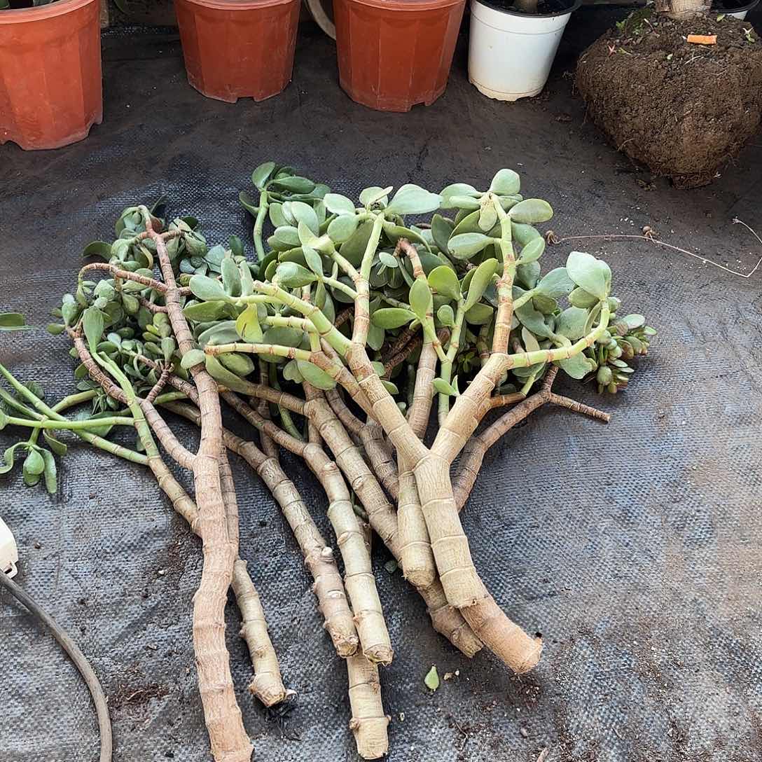 0828支条裸发不售后