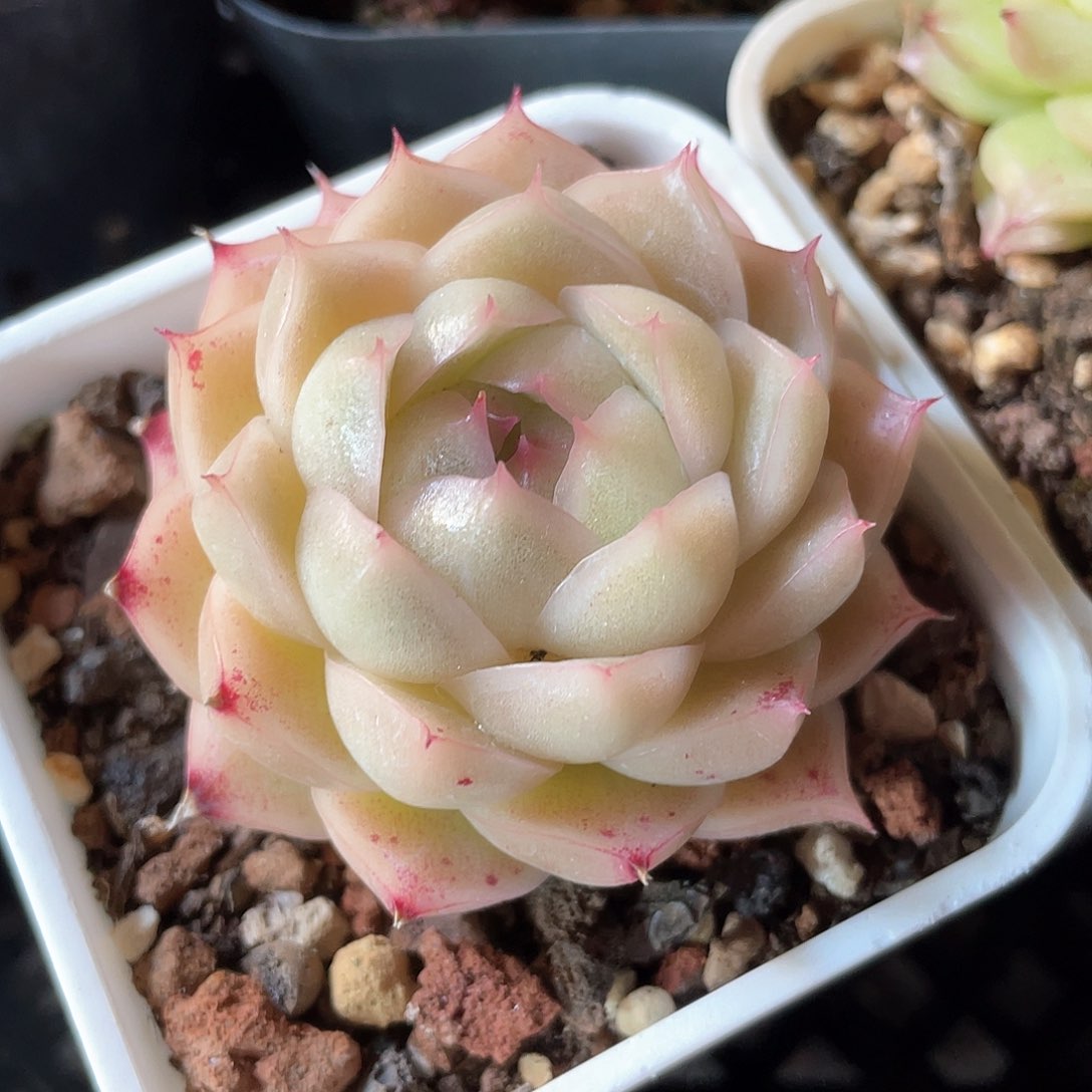 优选麦秆福利390