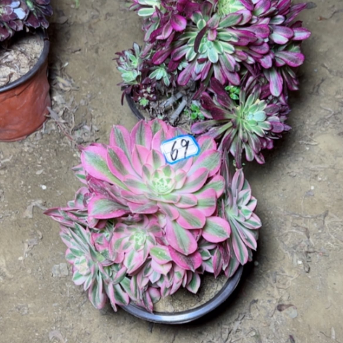 【闪购商品】多肉植物舞天姬砍过69