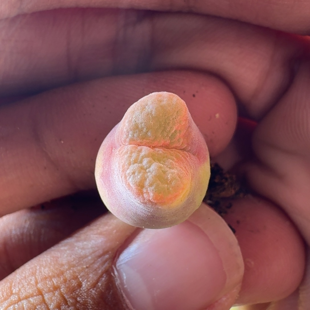 云缦精品番杏30.42