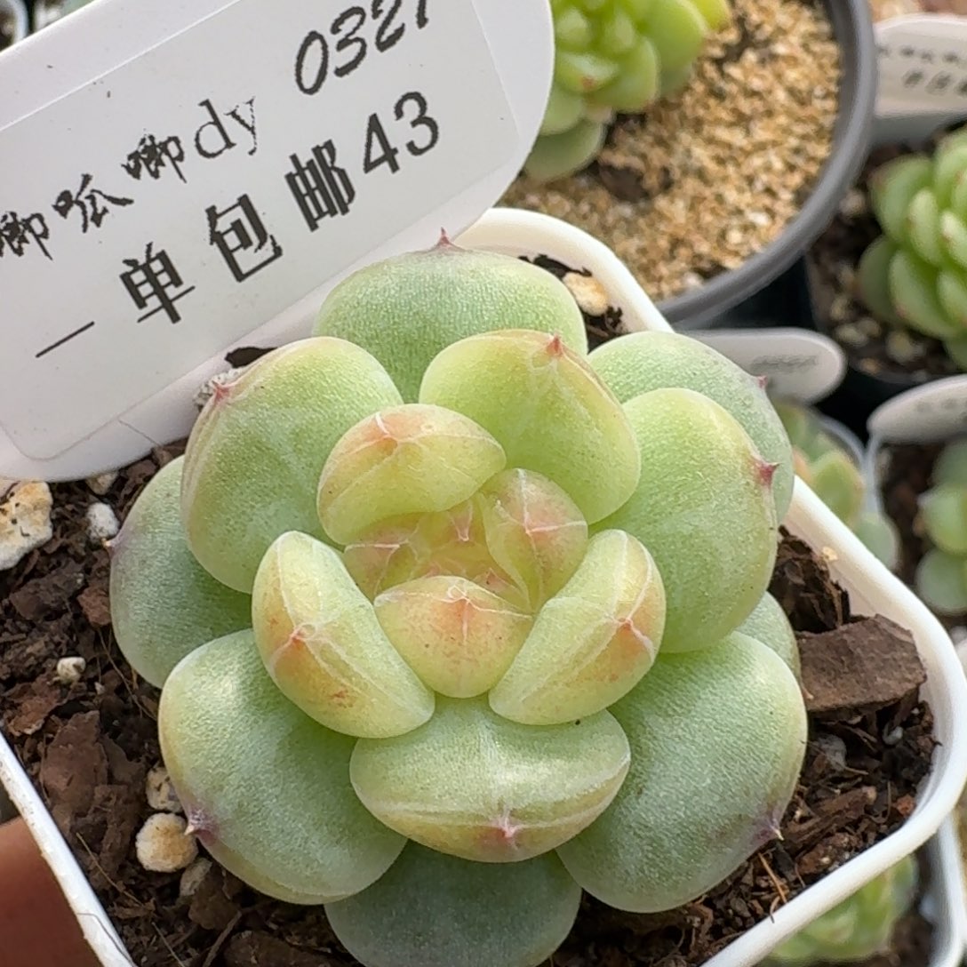 0327-043-混播单头