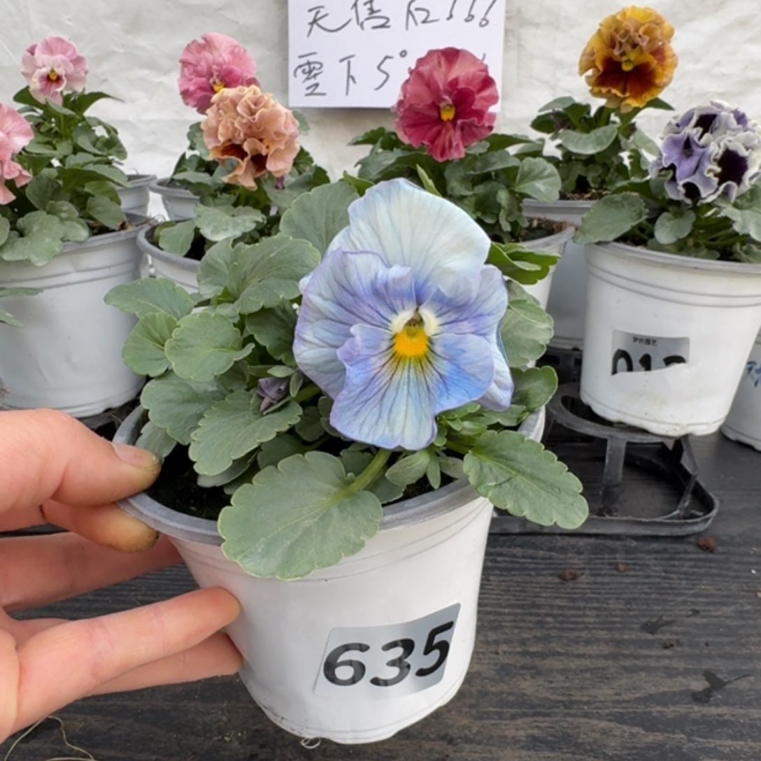 全部花朵635号蓝希尔