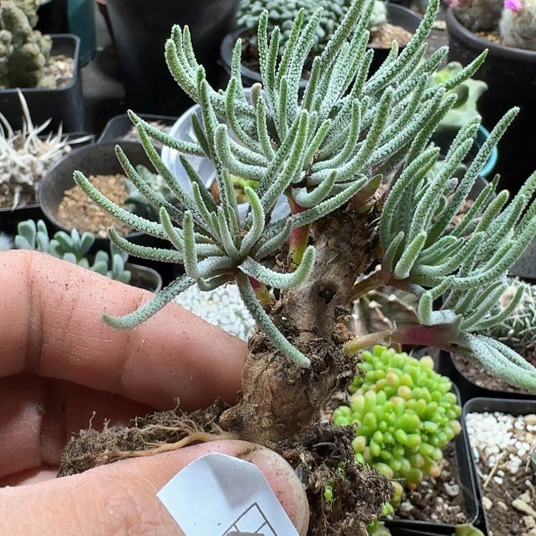 463天赐脱土发货