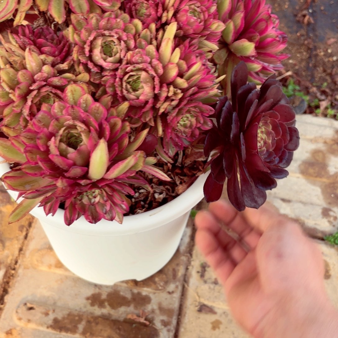 最**间1棚法师00000000865