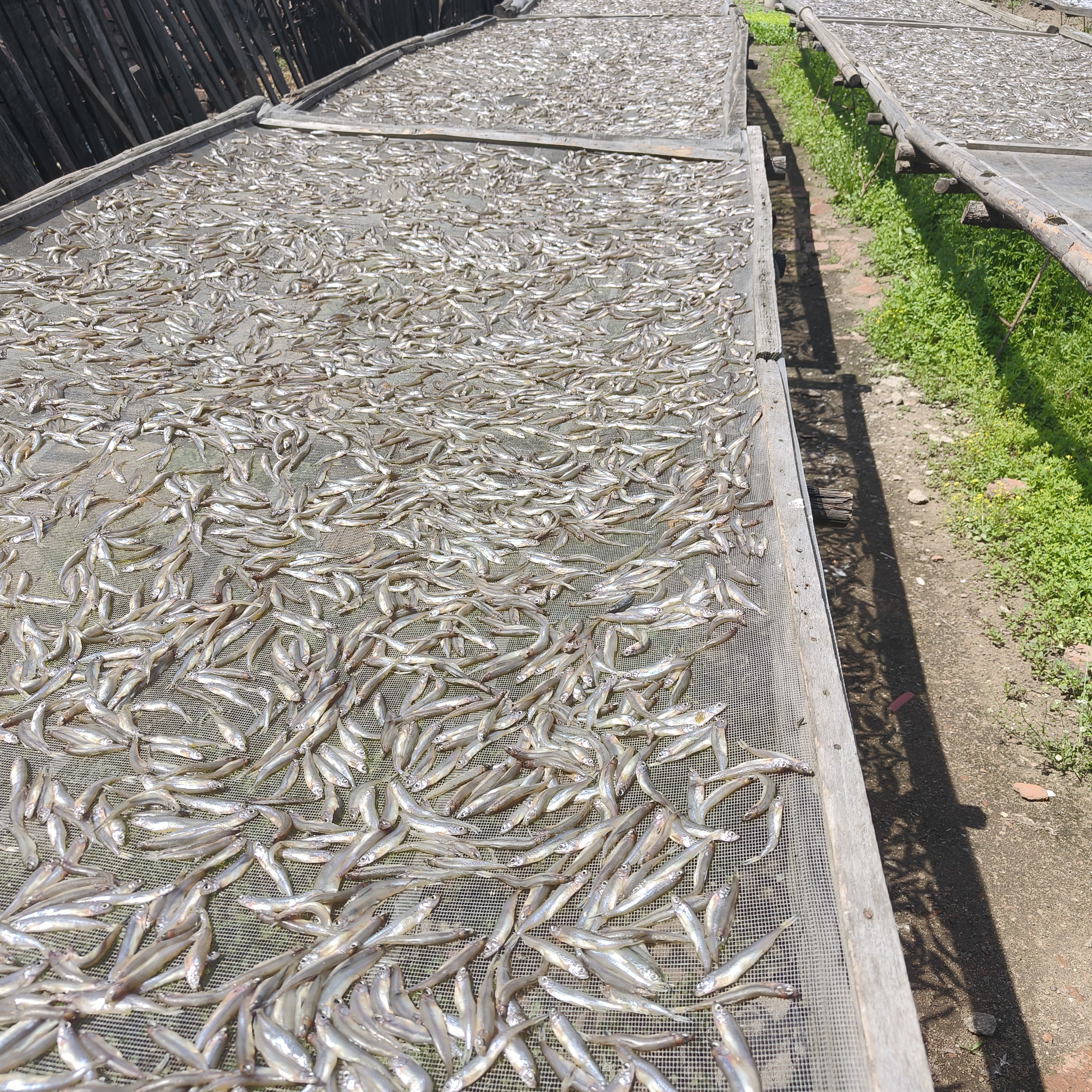 长白山地区黄瓜香鱼（送一颗人参）