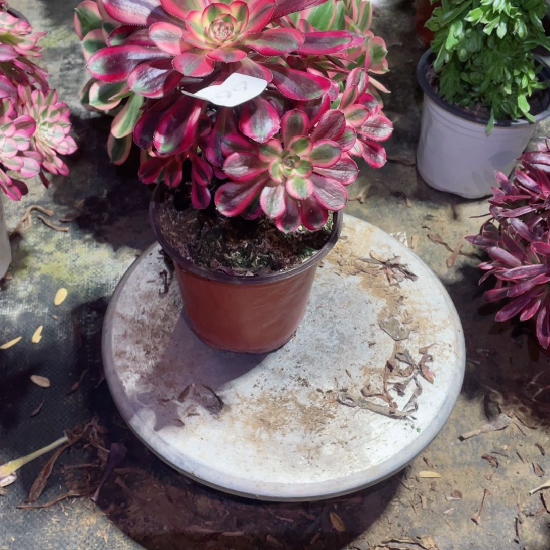 多肉植物丽娜664