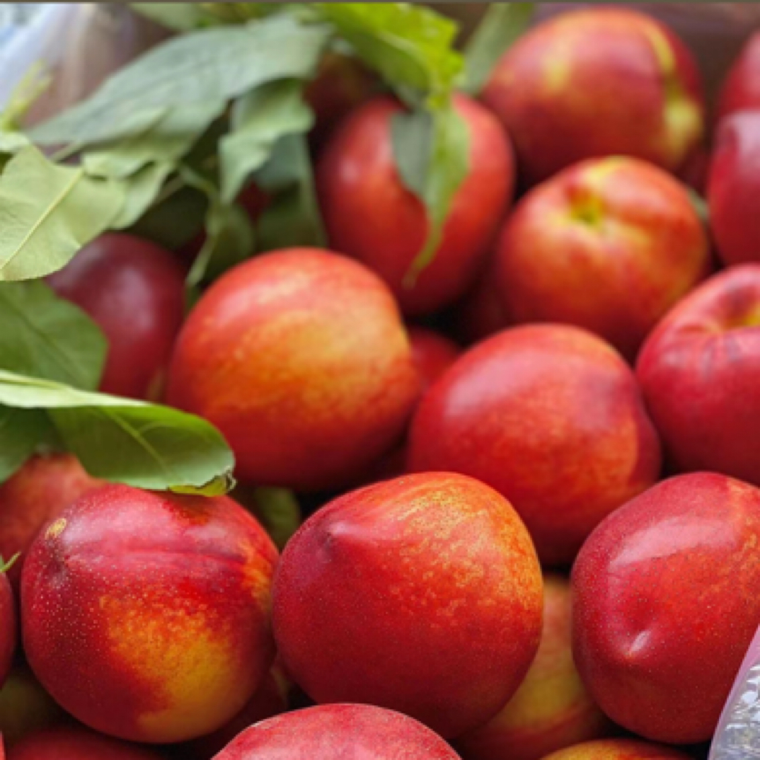精品红油桃口口爆汁（9-10斤）桃子同城送云南省