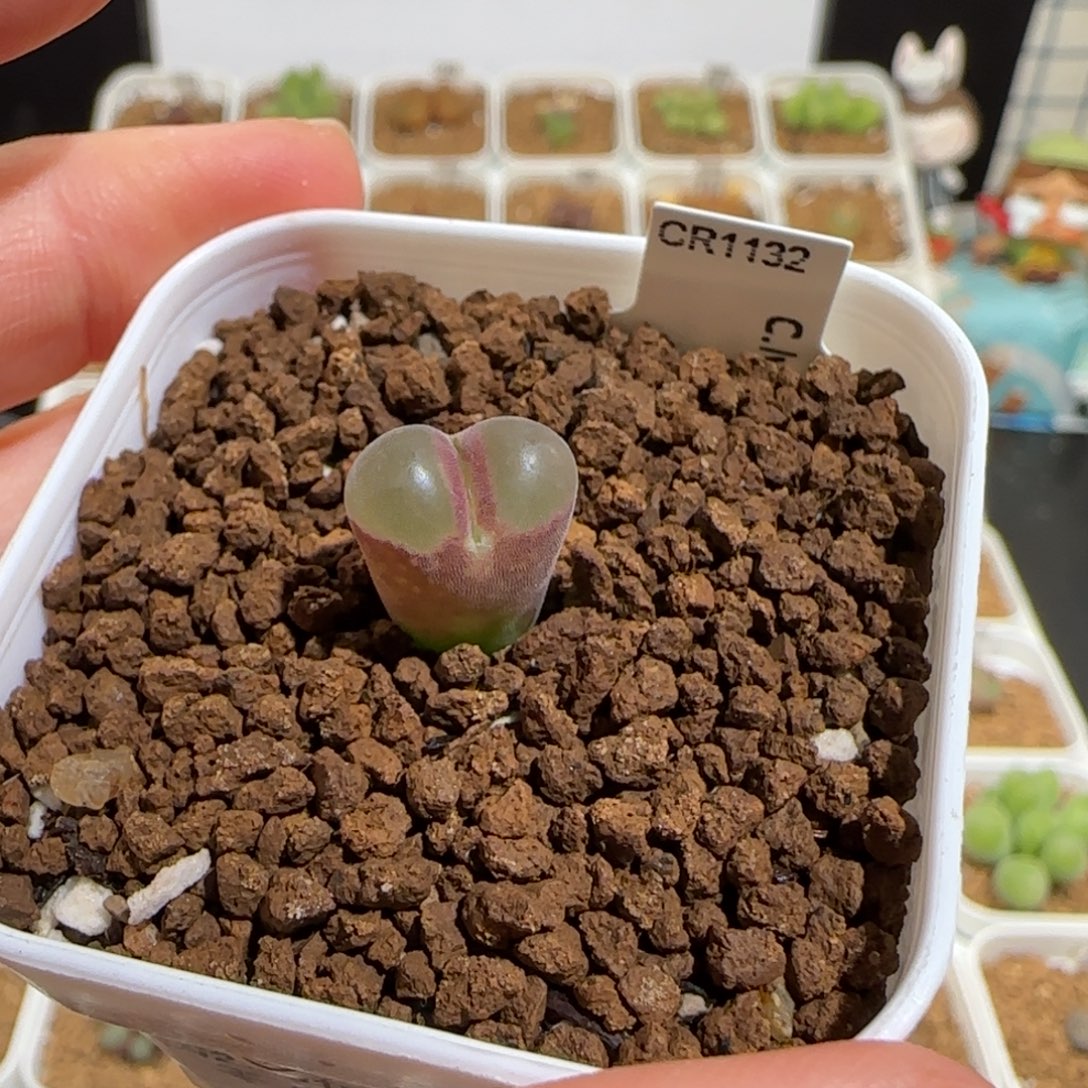 用***我肉锥多肉植物组合-773