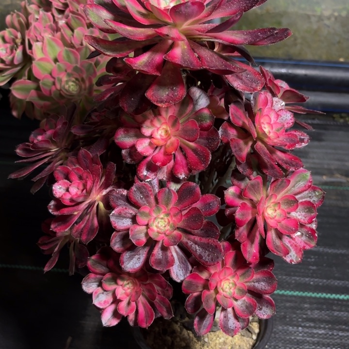 瑞妈一物一拍598