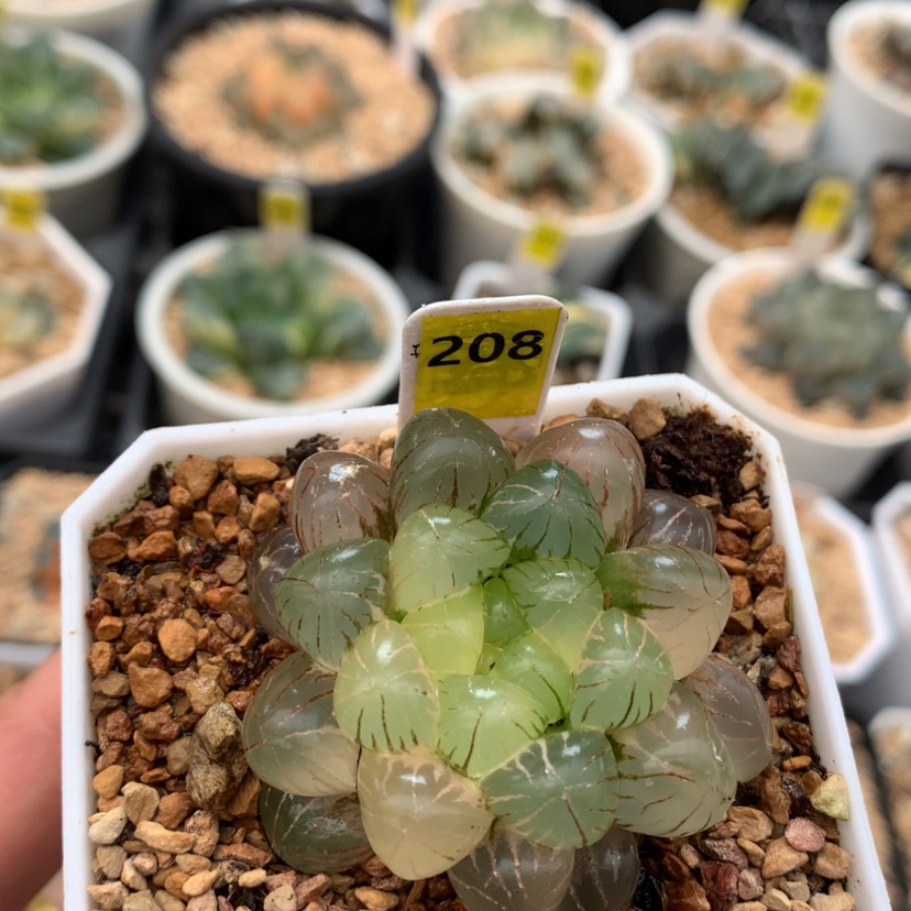 【闪购商品】208姬玉露