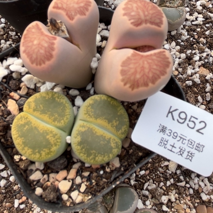 952多肉哈哈哈哈哈哈哈哈