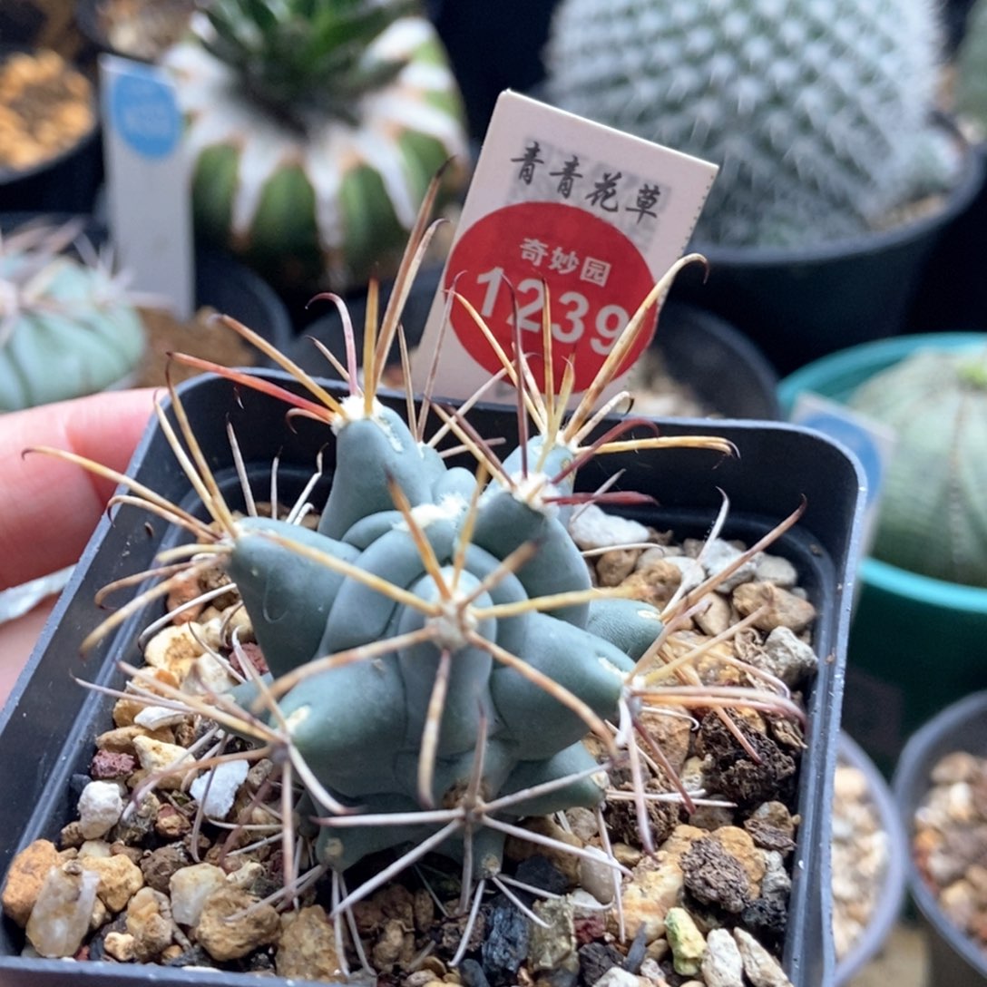 实生黑罗刹一颗仙人球