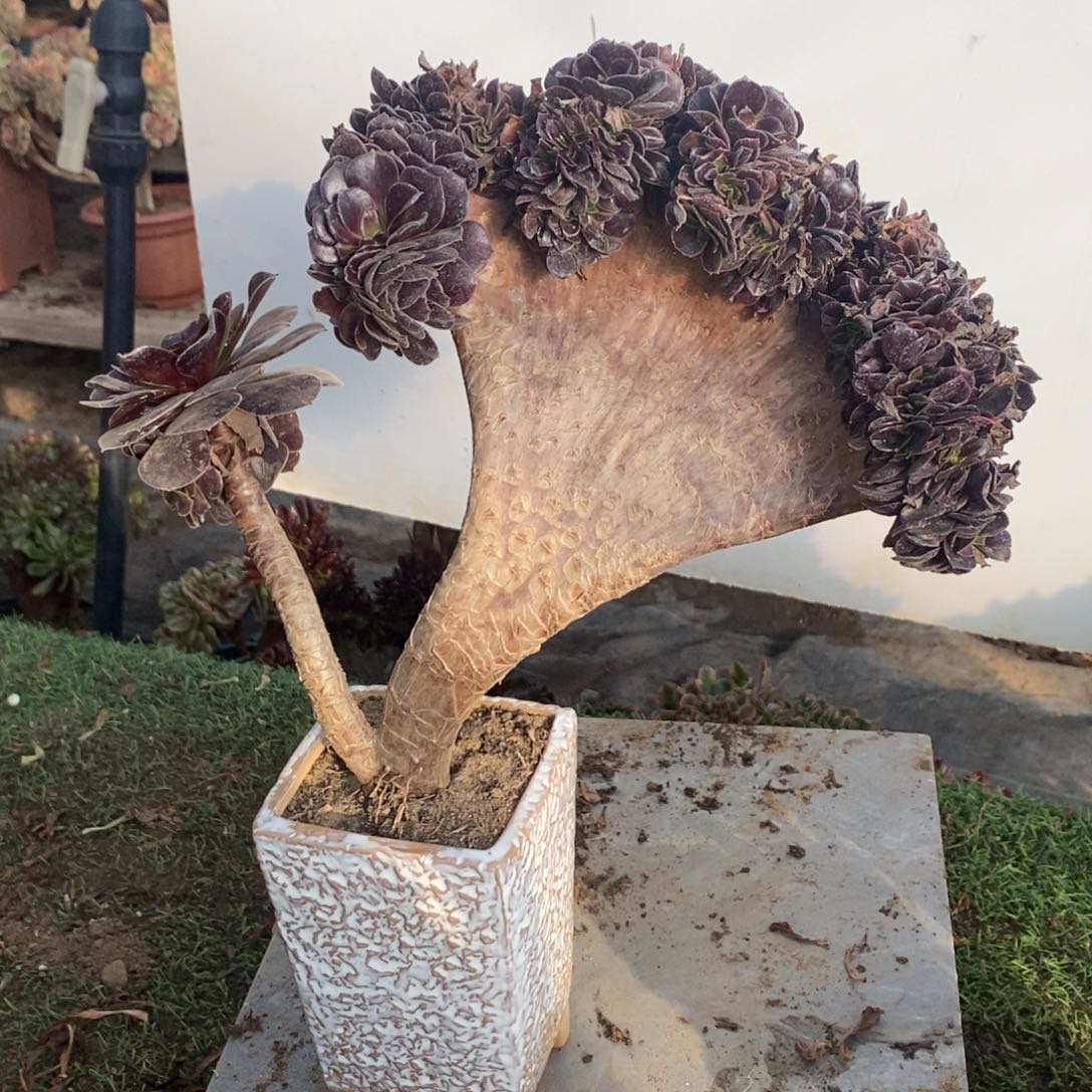 不开花植物1280号欧紫缀化1颗