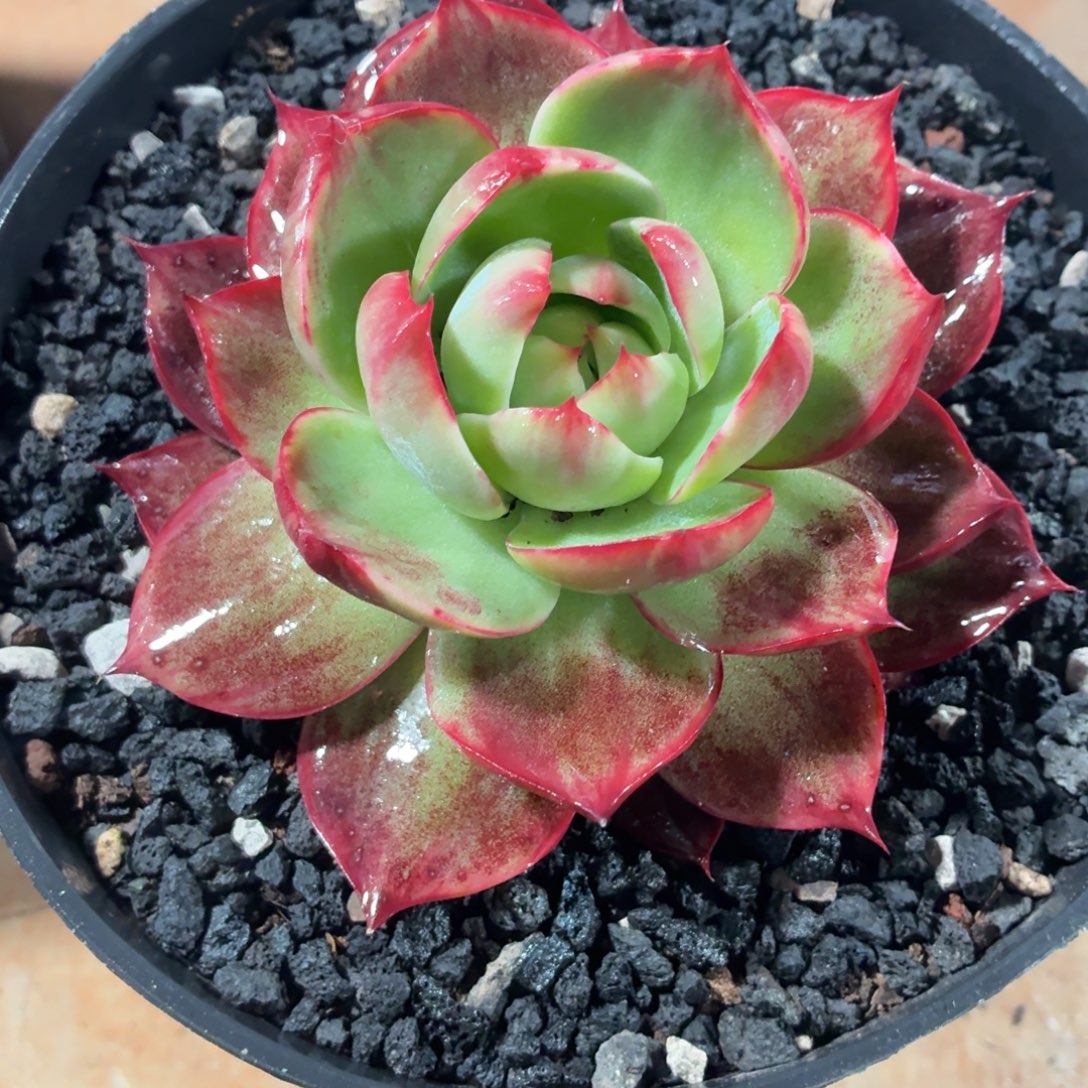 圆***^多肉植物惊鸿仙子