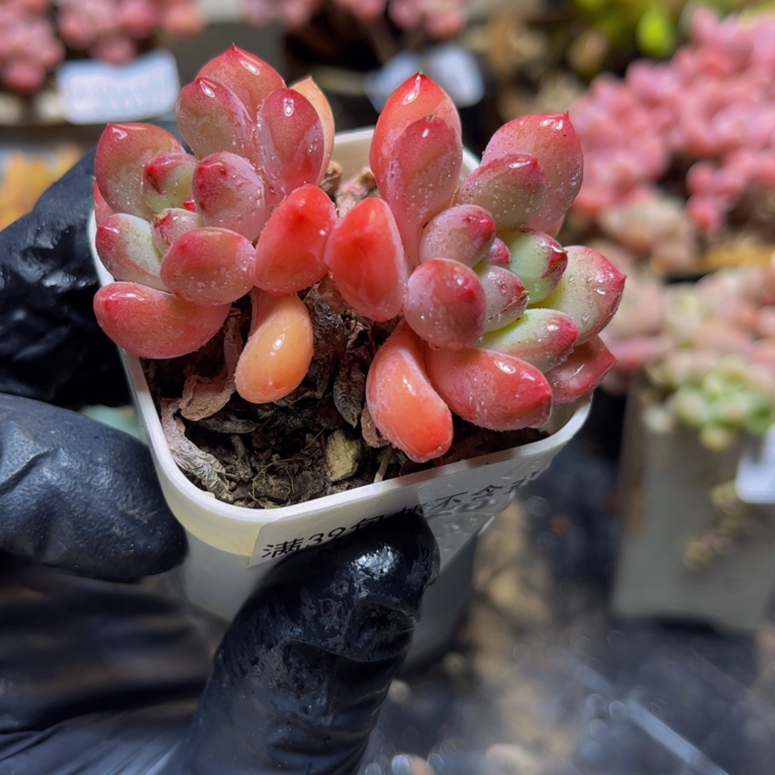 1020丽芙美人6厘米