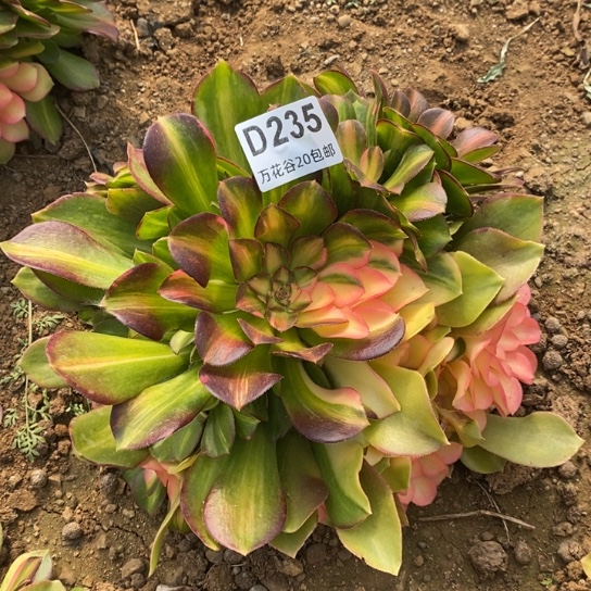235绍修七彩多肉植物
