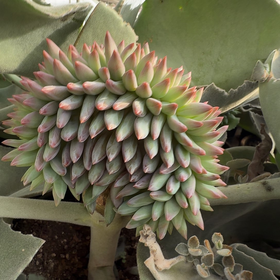 虞美人缀111129-305