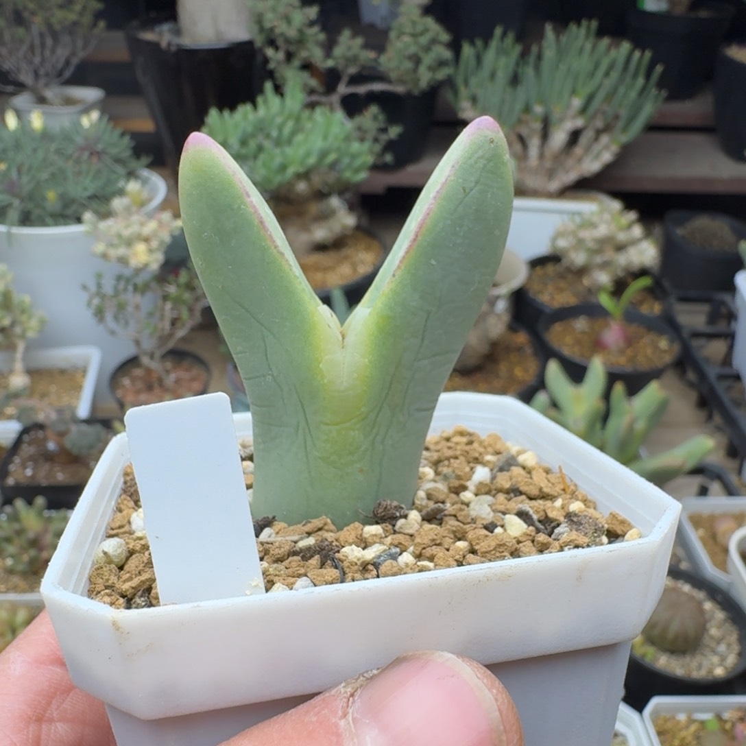 白花皮卡丘多肉。