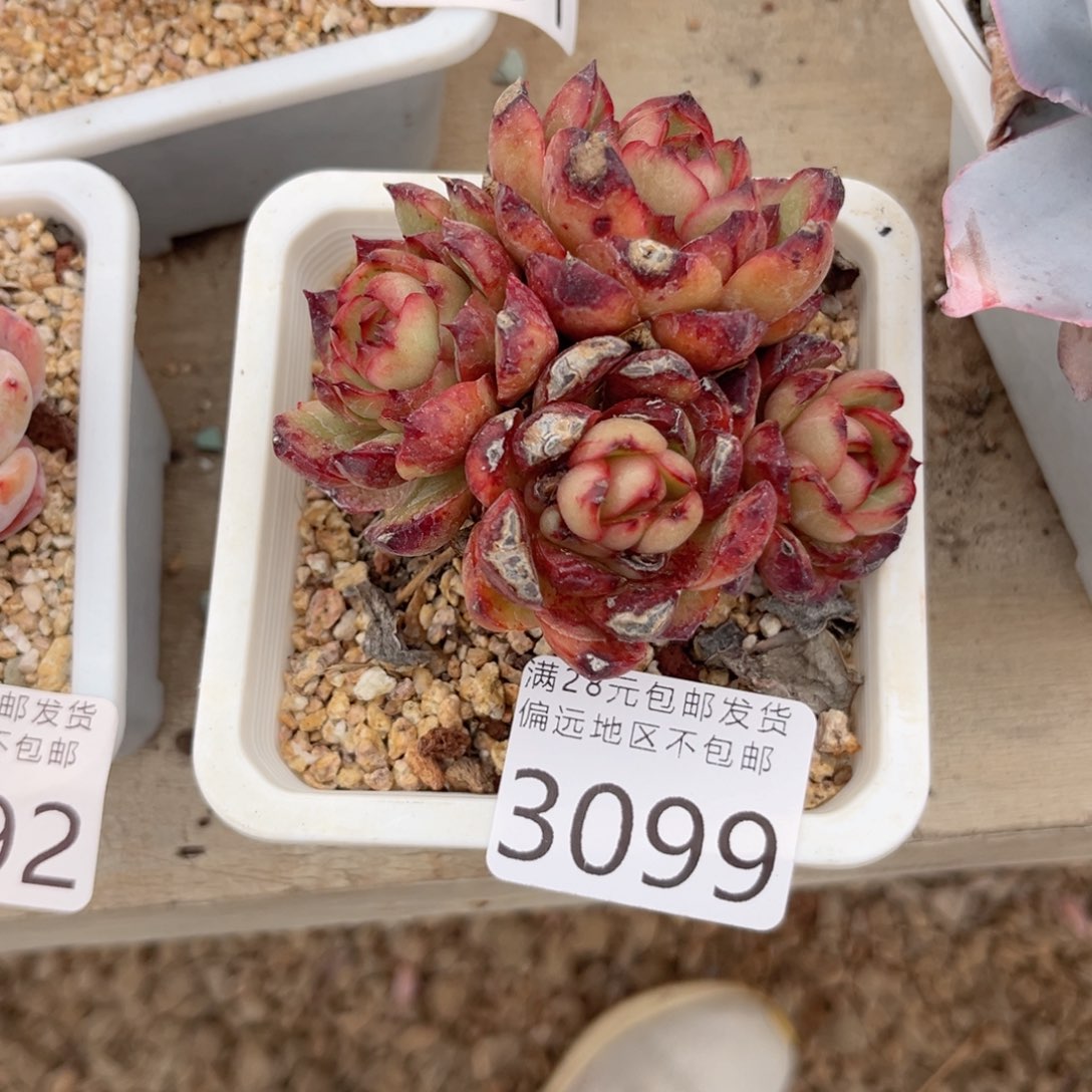 大3099，b xg x b b n n