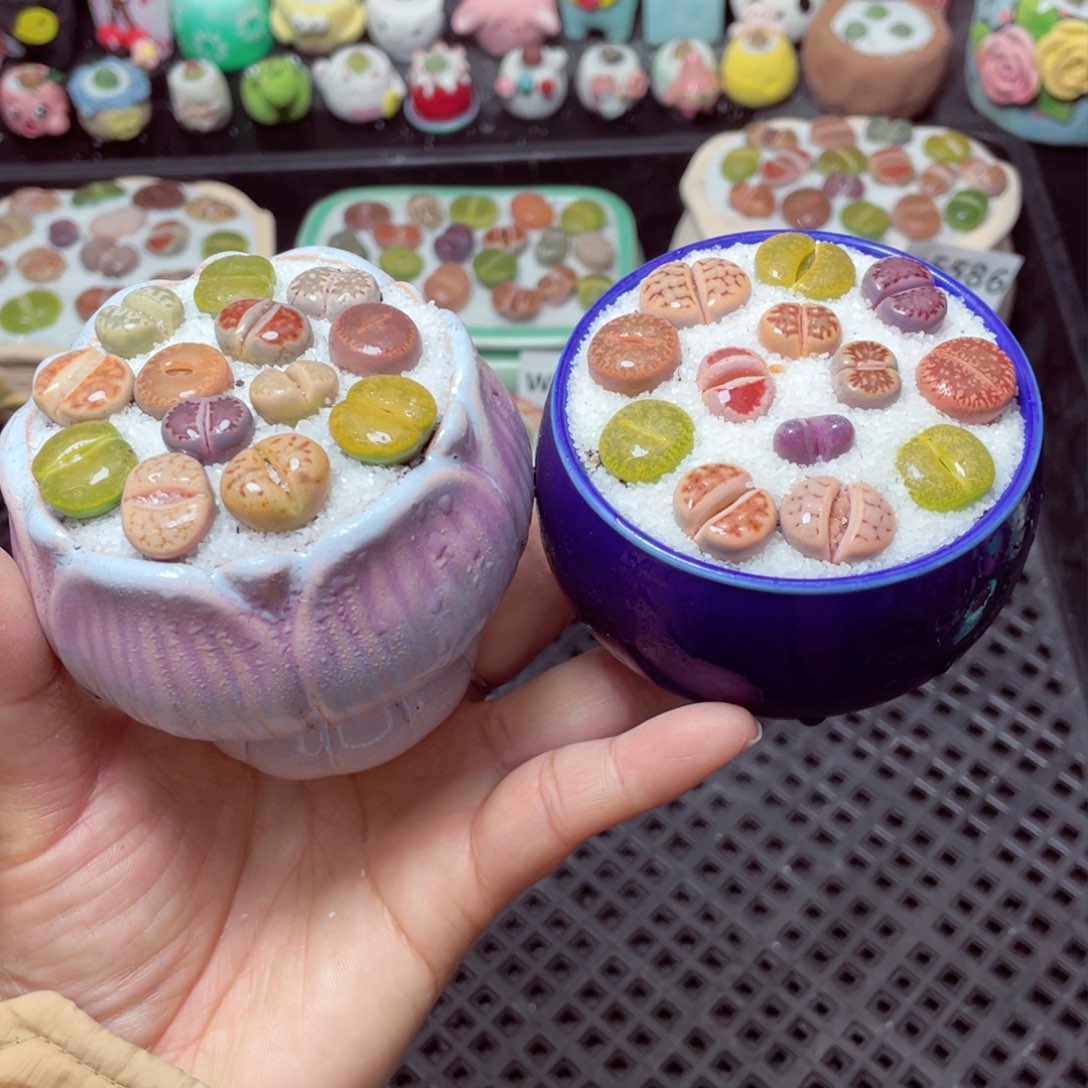 w5588 带盆土发货-零下地区拍保温箱